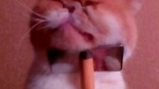 И чесать себя приходится самому! - смотреть видео (1:22)