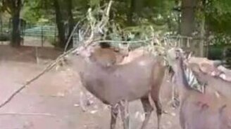 Рога запутались в ветках - смотреть видео (1:54)