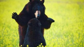 Развенчание мифов об экстремальных ситуациях - смотреть видео (4:29)