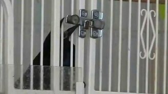 Птица выбирается из клетки - смотреть видео (1:03)