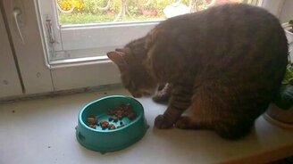 Деликатный способ кушанья - смотреть видео (0:21)