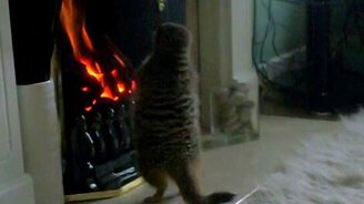 Сурикат у камина - смотреть видео (2:47)
