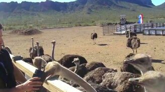 Наглый страус - смотреть видео (0:11)