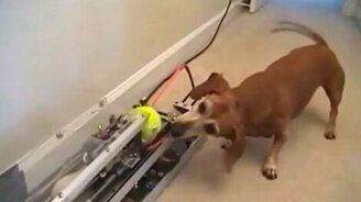 Симпатичные щенята и смешные собаки - смотреть видео (1:51)