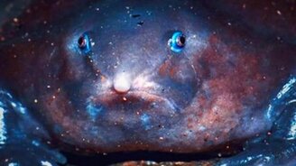 Не известные доселе животные - смотреть видео (6:12)