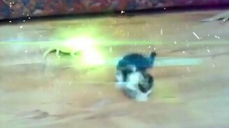 Ящерица атакует котёнка - смотреть видео (0:16)