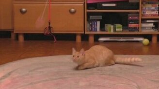 Бася - летун! - смотреть видео (2:28)