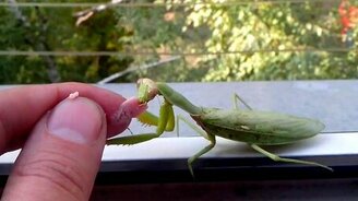 Богомол кушает ветчину - смотреть видео (0:31)