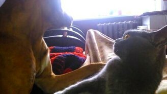 Покусала и убежала - смотреть видео (0:17)