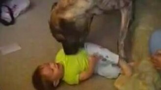 Мальчуган играет с гигантским псом - смотреть видео (0:29)