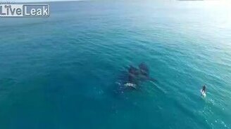 Красивое видео с китами - смотреть видео (2:45)