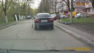 Водитель выгуливает псинку - смотреть видео (0:26)