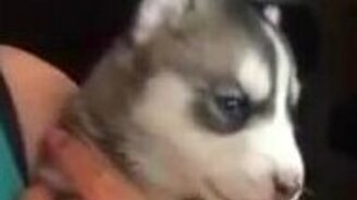Первый вой хаски - смотреть видео (0:30)