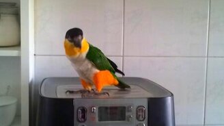 Ирландский танец попугая - смотреть видео (0:26)