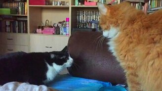 Посвящение в рыцари по-кошачьи - смотреть видео (0:21)