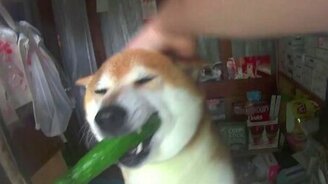 Собака-продавец - смотреть видео (0:55)