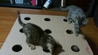 Котята играют в коробке - смотреть видео (2:45)