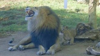 Львята знакомятся с отцом - смотреть видео (1:47)