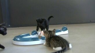 Котята против робота - смотреть видео (2:32)