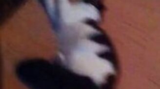 Кошка заигрывает с котом - смотреть видео (1:41)