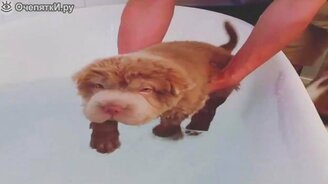 Точный инстинкт щенка - смотреть видео (0:11)