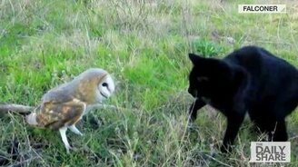 Сова и кошка играют - смотреть видео (1:00)