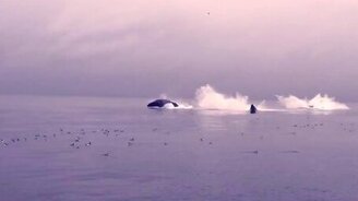 Семья китов выныривает из воды - смотреть видео (0:29)