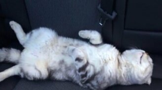 Котяра спит как труп - смотреть видео (0:32)