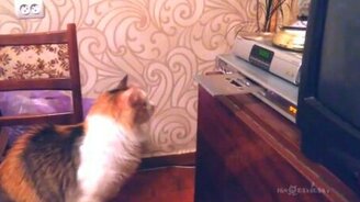 Кошечка против дисковода - смотреть видео (0:53)