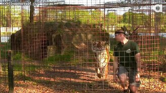 Если повернуться к кошке спиной - смотреть видео (1:20)