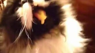 Вкусное мороженое, аж мозг сводит! - смотреть видео (0:11)