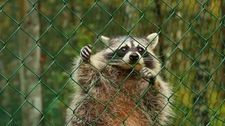 Как еноты общаются - смотреть видео (1:54)