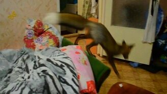 Лиса играет с кошкой - смотреть видео (2:18)