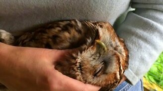 Поласкай совушку - смотреть видео (1:06)