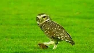 Убийство посреди футбольного поля - смотреть видео (0:20)