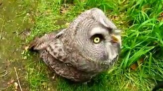 Сова играется как собачка - смотреть видео (1:58)