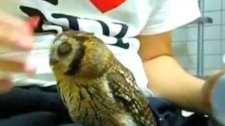 Кормит с рук совёнка - смотреть видео (3:19)