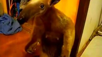 Муравьед в поисках детёныша - смотреть видео (0:32)