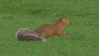 Белка на женском матче по футболу - смотреть видео (0:33)