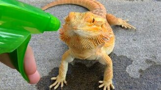 Рептилия на водопое - смотреть видео (0:45)