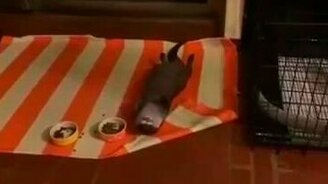 Выдра трапезничает - смотреть видео (0:31)