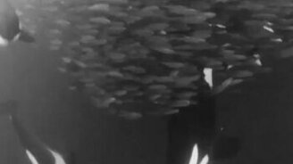 Берегись, касатки окружают! - смотреть видео (0:13)