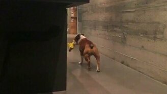 Бульдожья лунная походка - смотреть видео (0:11)