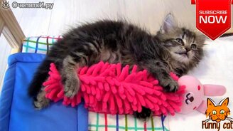 Забавные моменты и ситуации с кошками - смотреть видео (4:51)