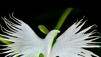 Самые живые цветы - смотреть видео (1:24)