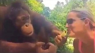 Орангутан подшучивает над девушкой - смотреть видео (0:15)