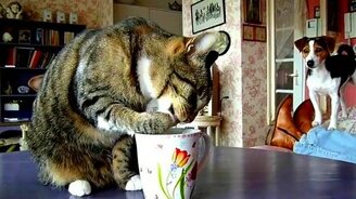 Таких умных котов Шарик ещё не видел - смотреть видео (0:55)