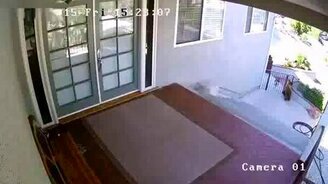 Французский бульдог прогоняет медведей - смотреть видео (0:50)