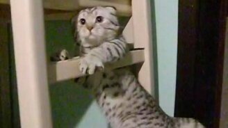 Хозяева учат лазать кота по лестнице - смотреть видео (0:52)