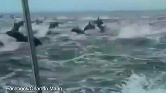 Нашествие дельфинов - смотреть видео (0:53)